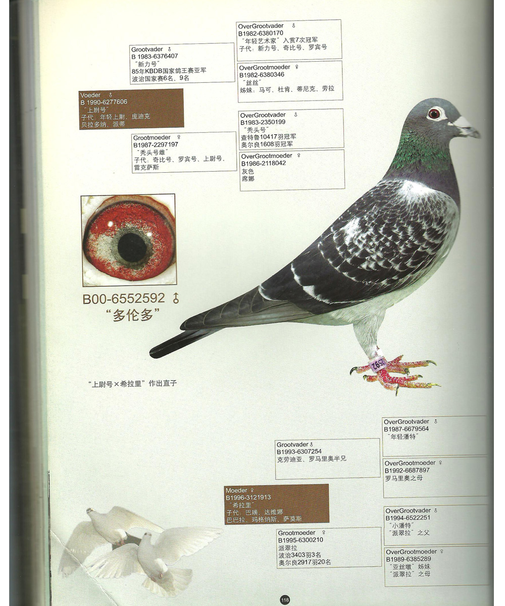 黑胡本—世界铭鸽"索尼号"曾孙