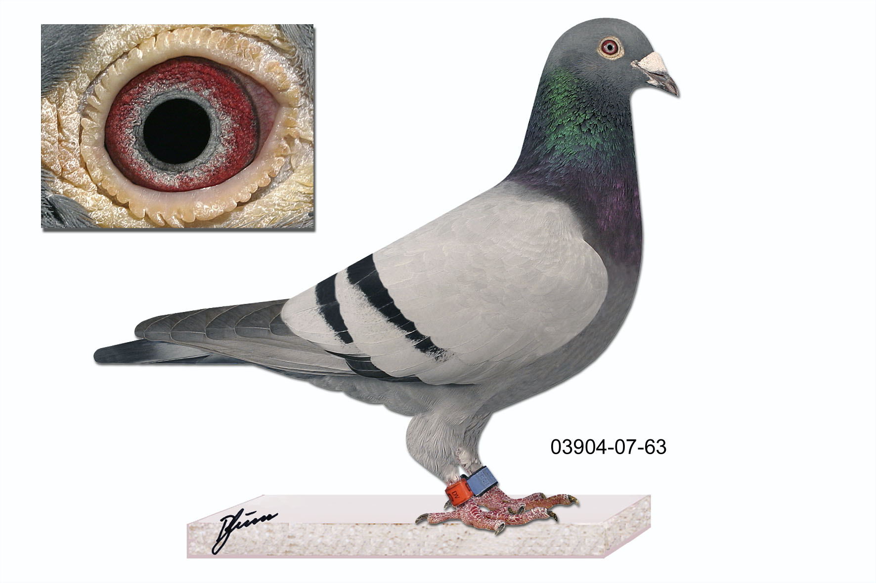 德国全国鸽王冠军