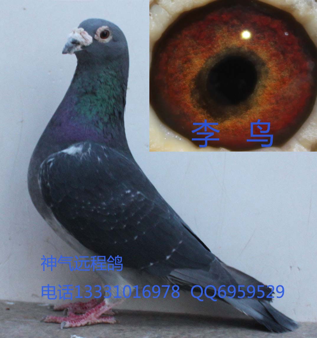 信鸽特征