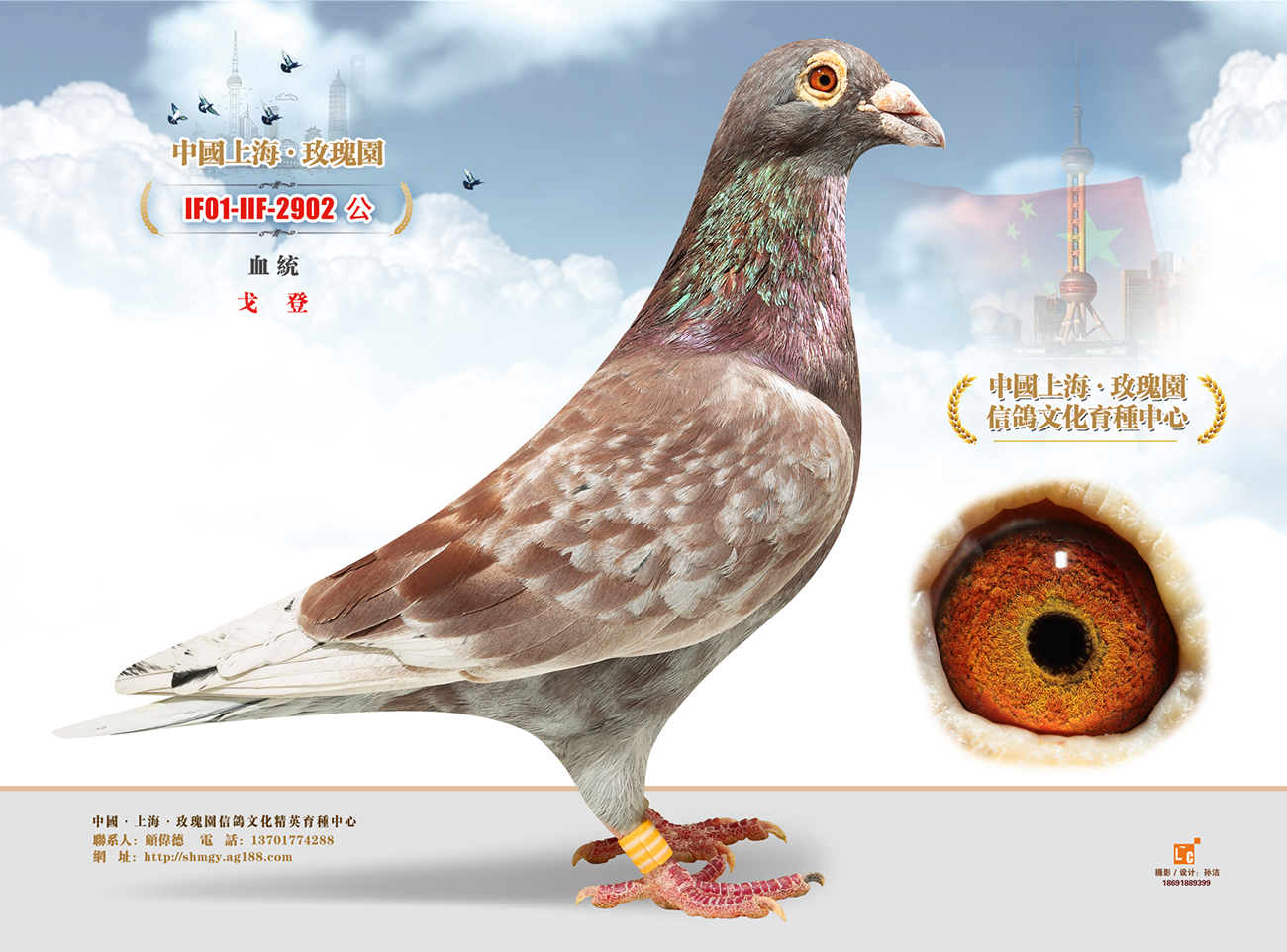 台湾戈登种鸽图片图片