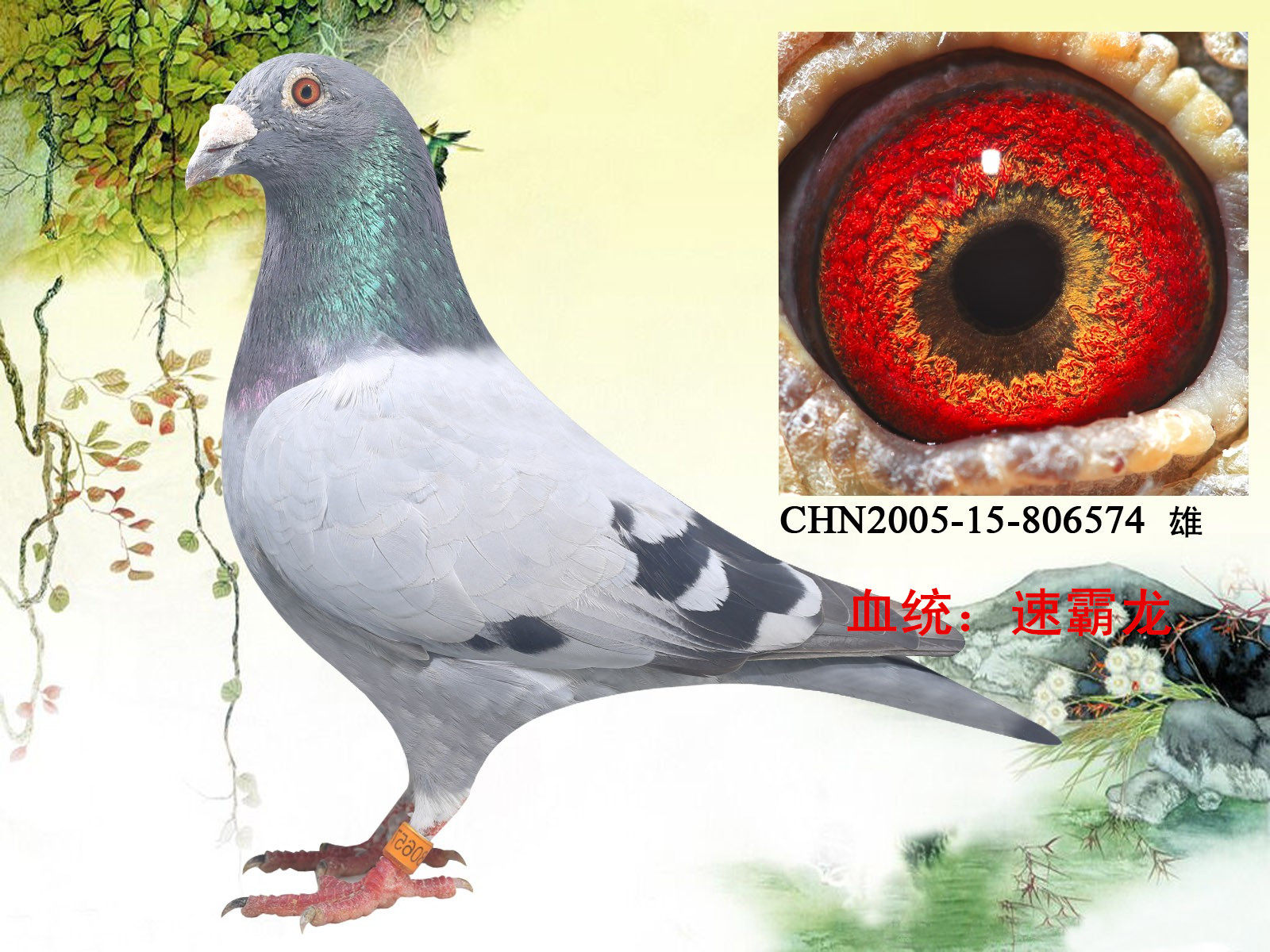 珍藏基因_东方国际铭鸽_ ag188.com爱鸽商城_中国信鸽信息网