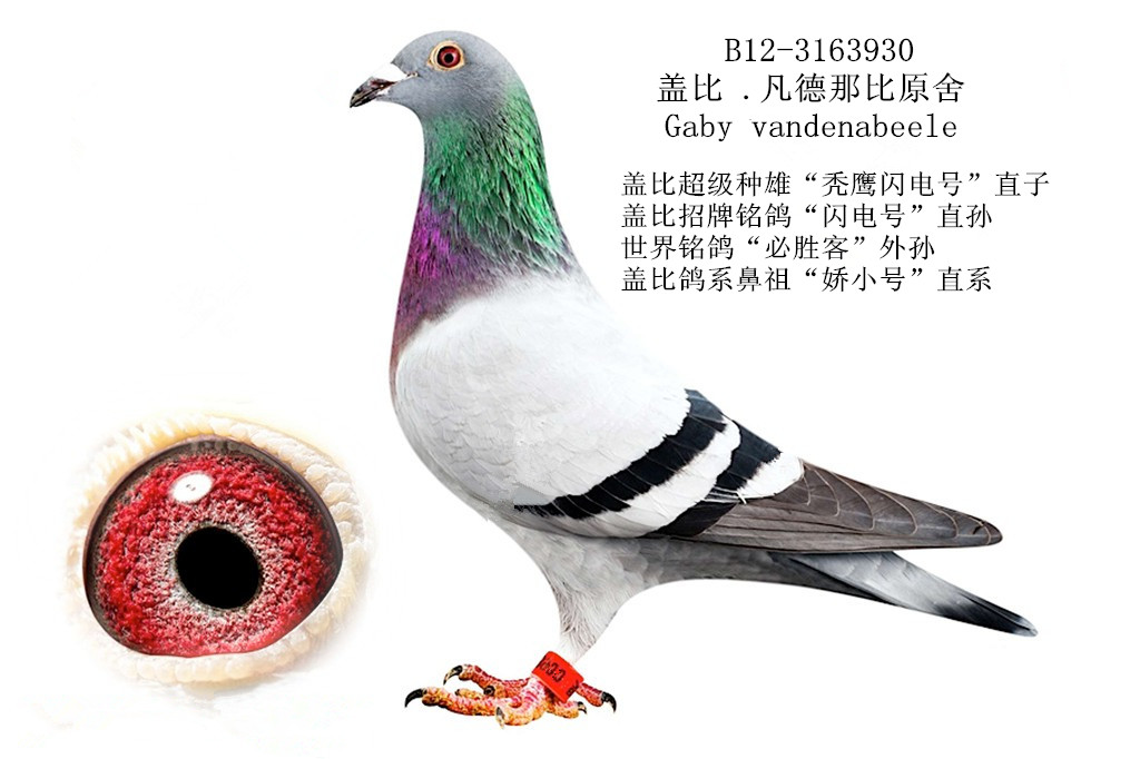 比利时赛鸽王者 盖比凡德那比(gab