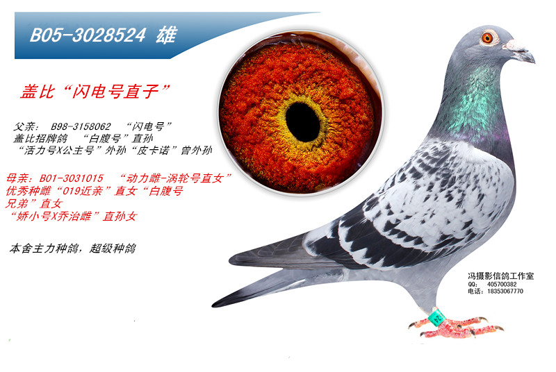 闪电号直子_鑫鹰鸽业_ag188.com爱鸽商城_中国信鸽信息网