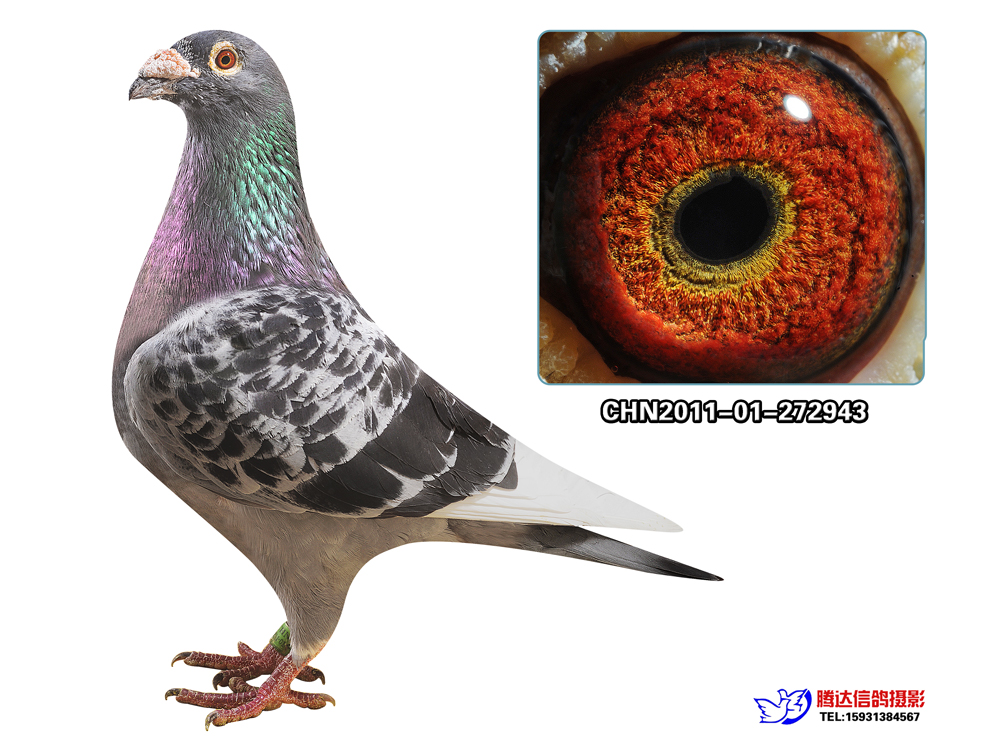 桑杰士 973种雄 已售北京鸽友