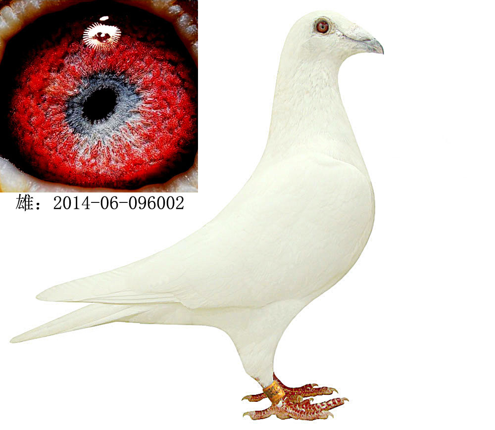 纯白色信鸽品种图片