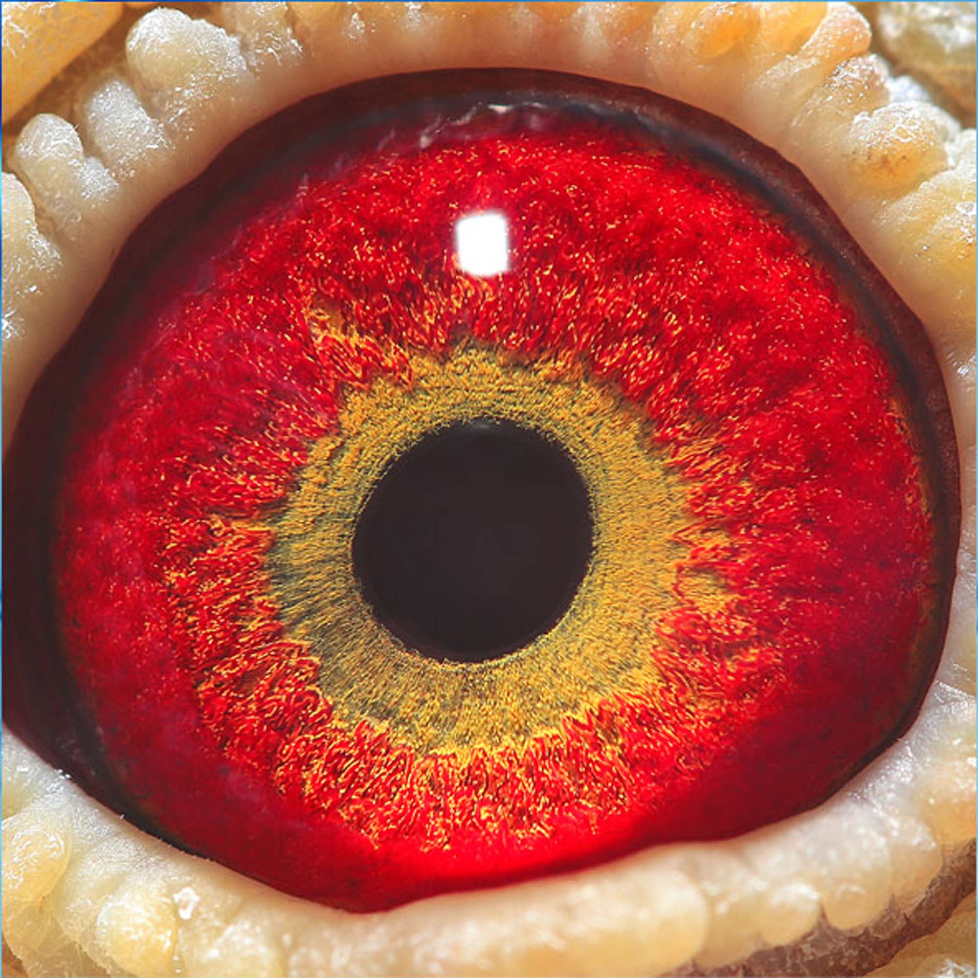 电脑 金母直子_泉城种鸽文化交流中心_ ag188.