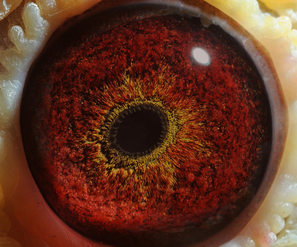 绝版杨阿腾 超级种雄 已售四川_百鸽苑科技育种中心-中信网爱鸽商城