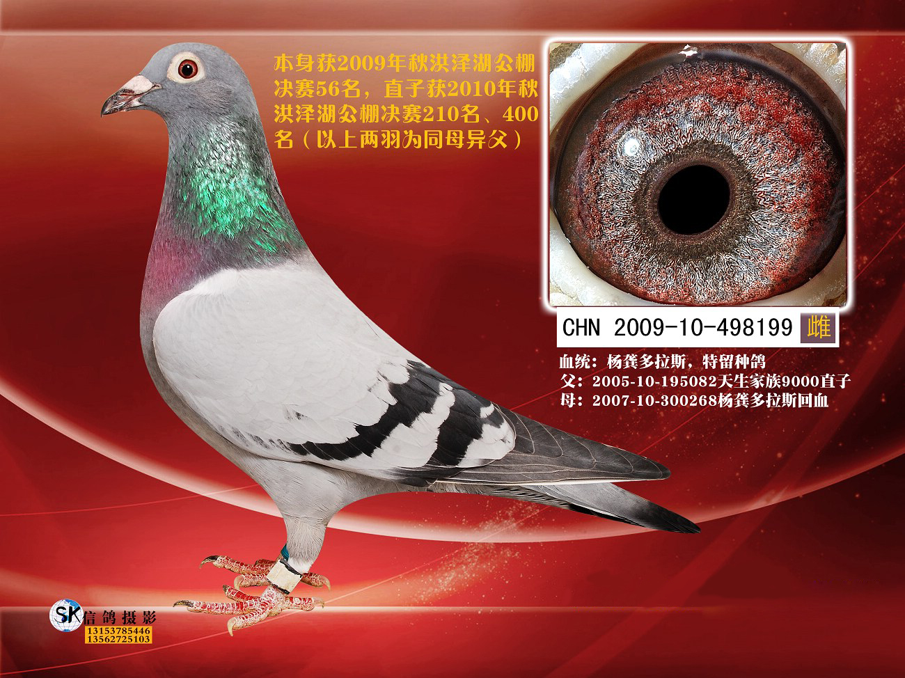 杨龚多拉斯_北京宫皇府鸽业-中信网爱鸽商城