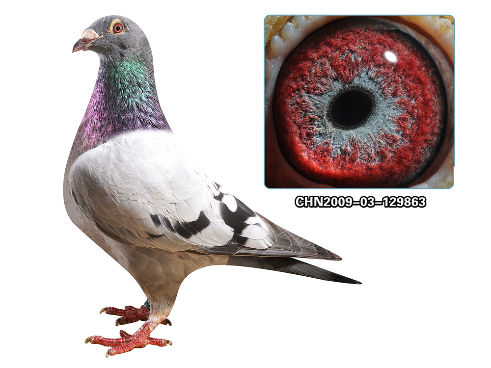 詹森019 种雌 已售成都_百鸽苑科技育种中心-中信网爱鸽商城