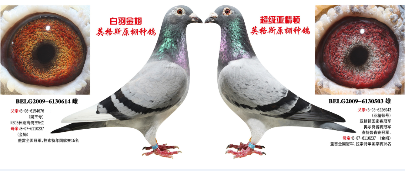 英格斯原舍黄金配对子代转让