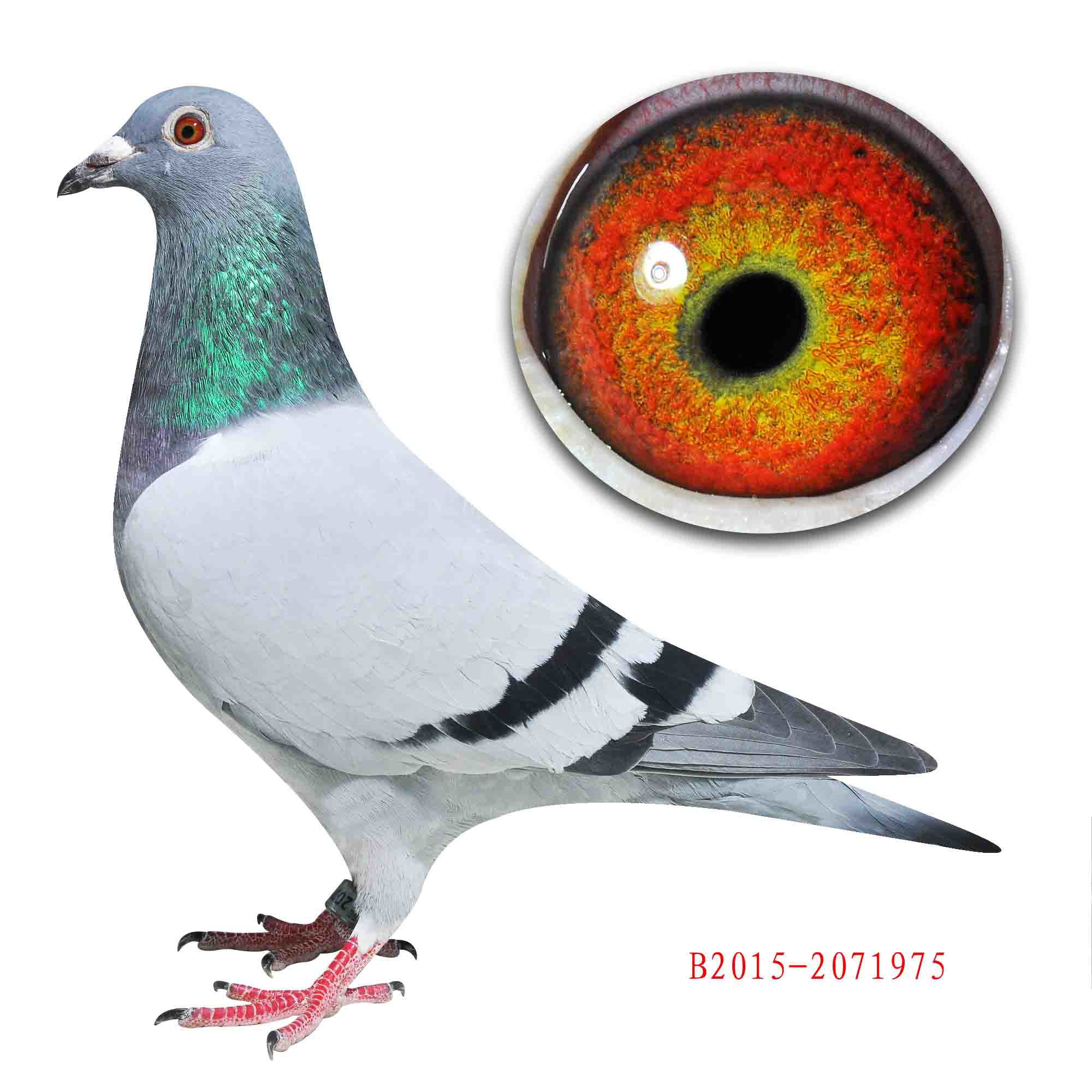 灰弗雷迪直子 - 感恩国际鸽业