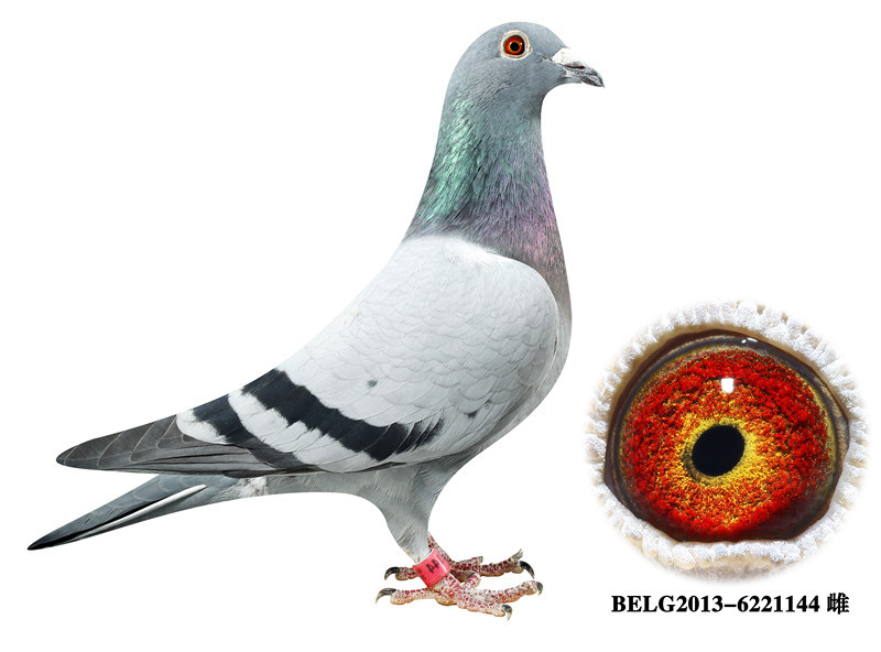 利奥·贺尔曼斯"奥林匹克003"家族