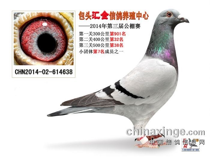 公棚斗士(已出售)