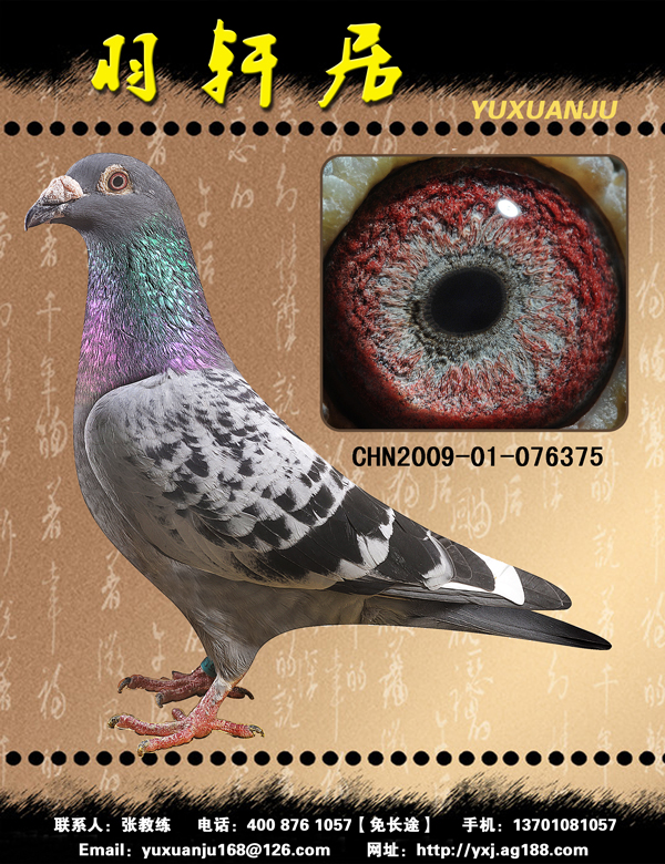 国家一号【已售南充】_羽轩居_ag188.com爱鸽商城_中国信鸽信息网