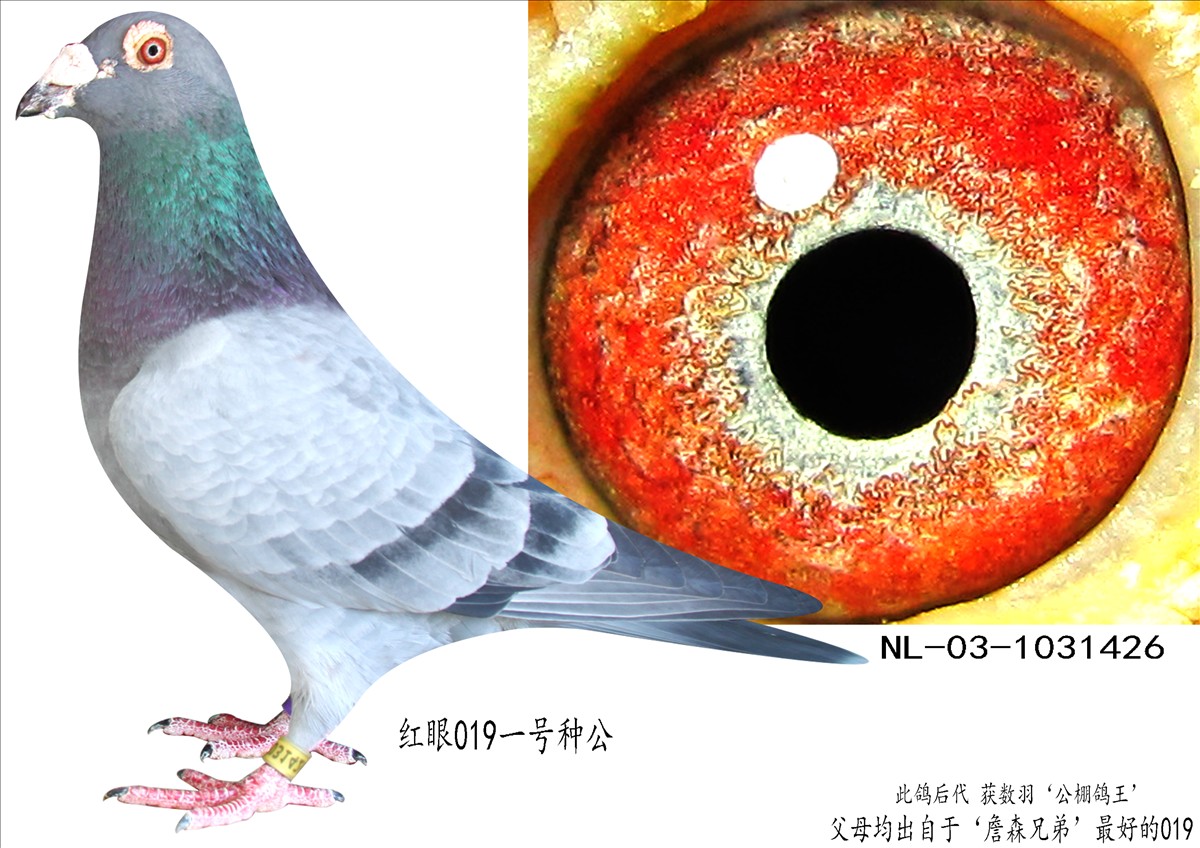 鸽王制作者凡龙~019