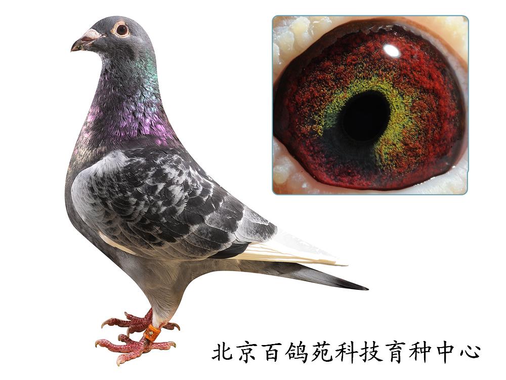 黄金眼 杨阿腾种雄 已售汉中