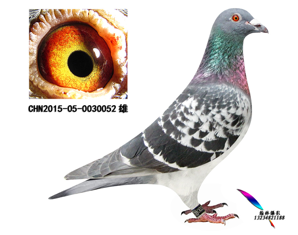 东方不败:双关59名_内蒙苍龙鸽业_ag188.com爱鸽商城_中国信鸽信息网