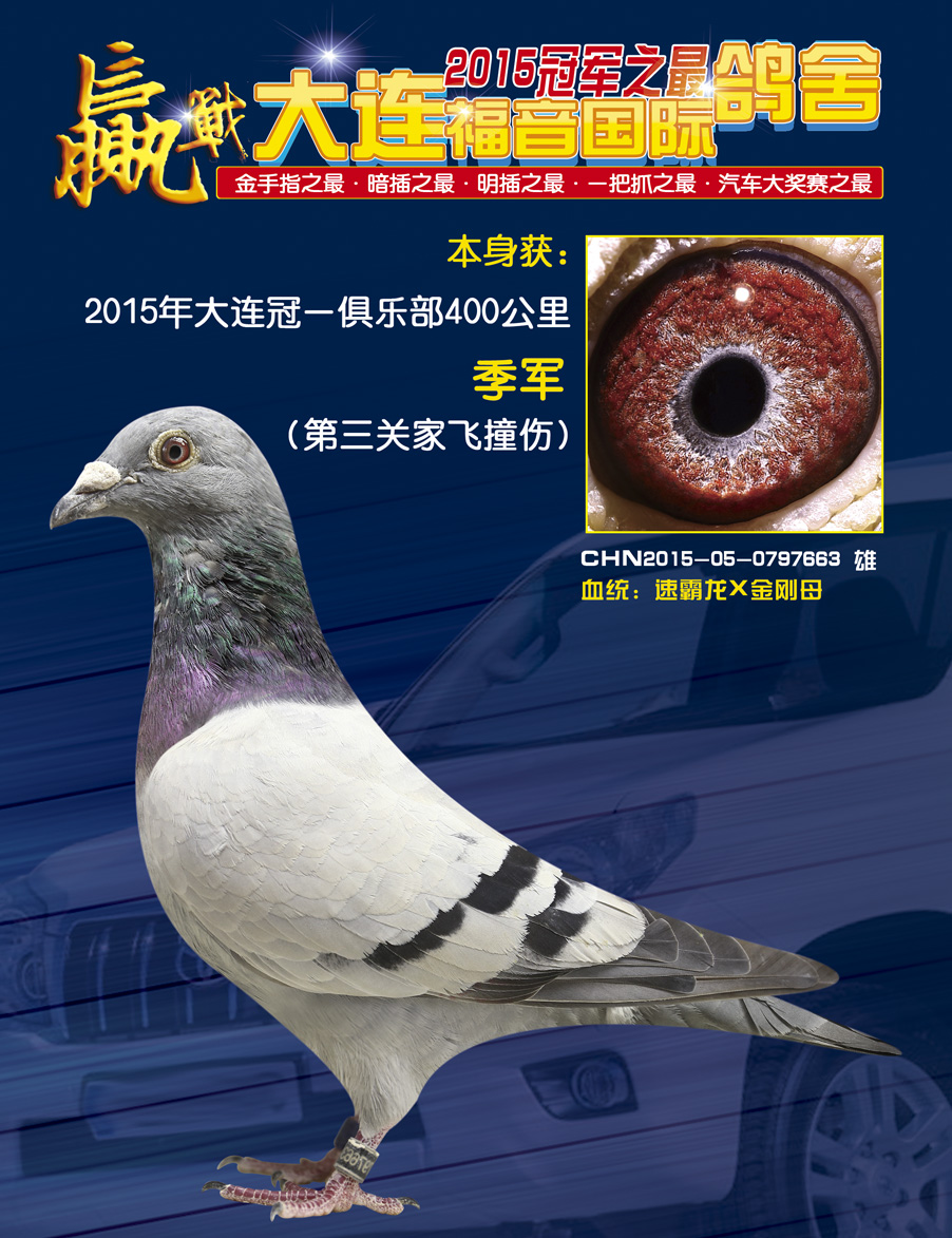 种雄_大连福音国际鸽舍-中信网爱鸽商城