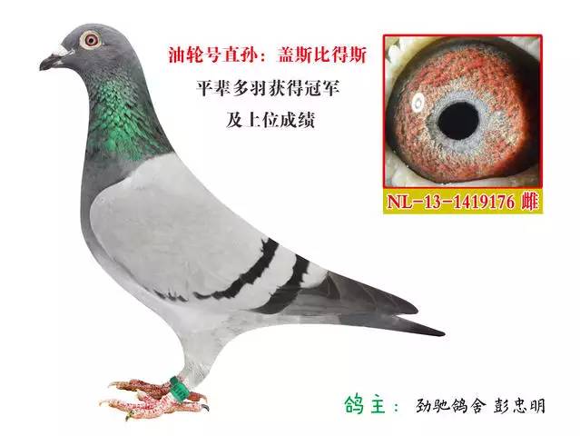 盖斯彼得斯-武汉劲驰鸽舍-中信网爱鸽商城