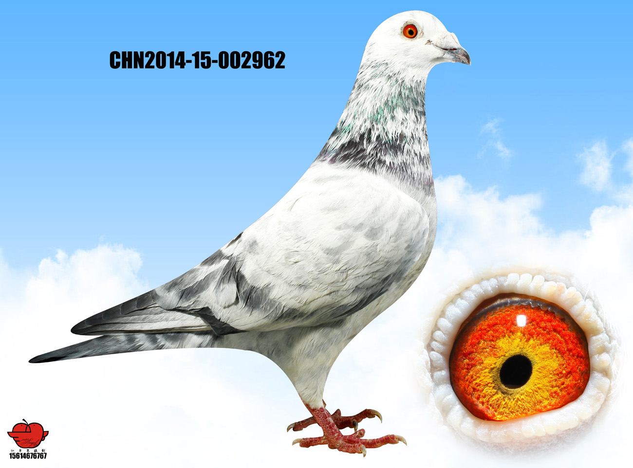 穆利门 吐尼尔_广源鸽舍001_ag188.com爱鸽商城_中国信鸽信息网