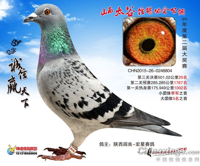 太谷25名-西安飞机城宏星赛鸽-中信网爱鸽商城