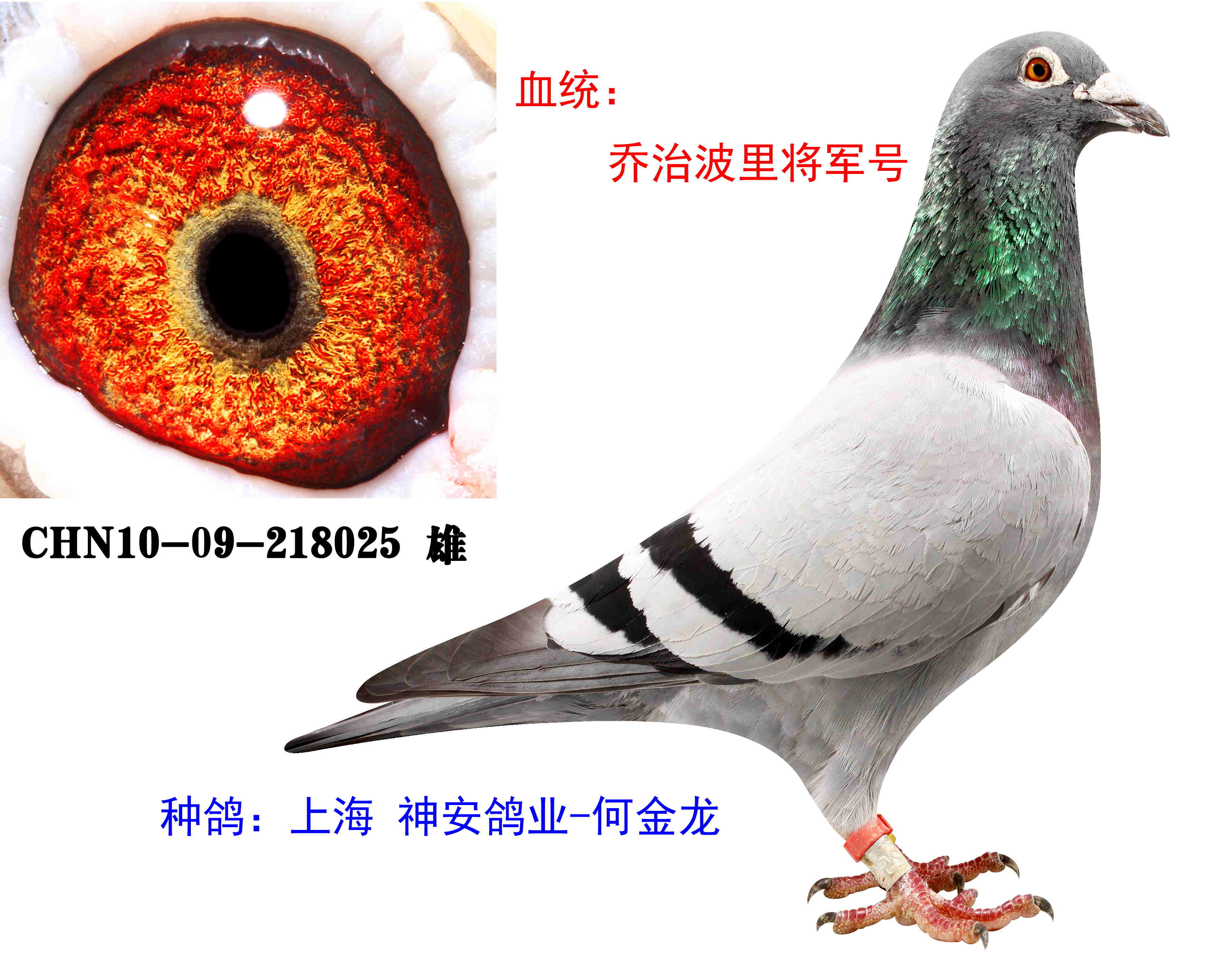 乔治波里将军号_上海神安鸽业-中信网爱鸽商城