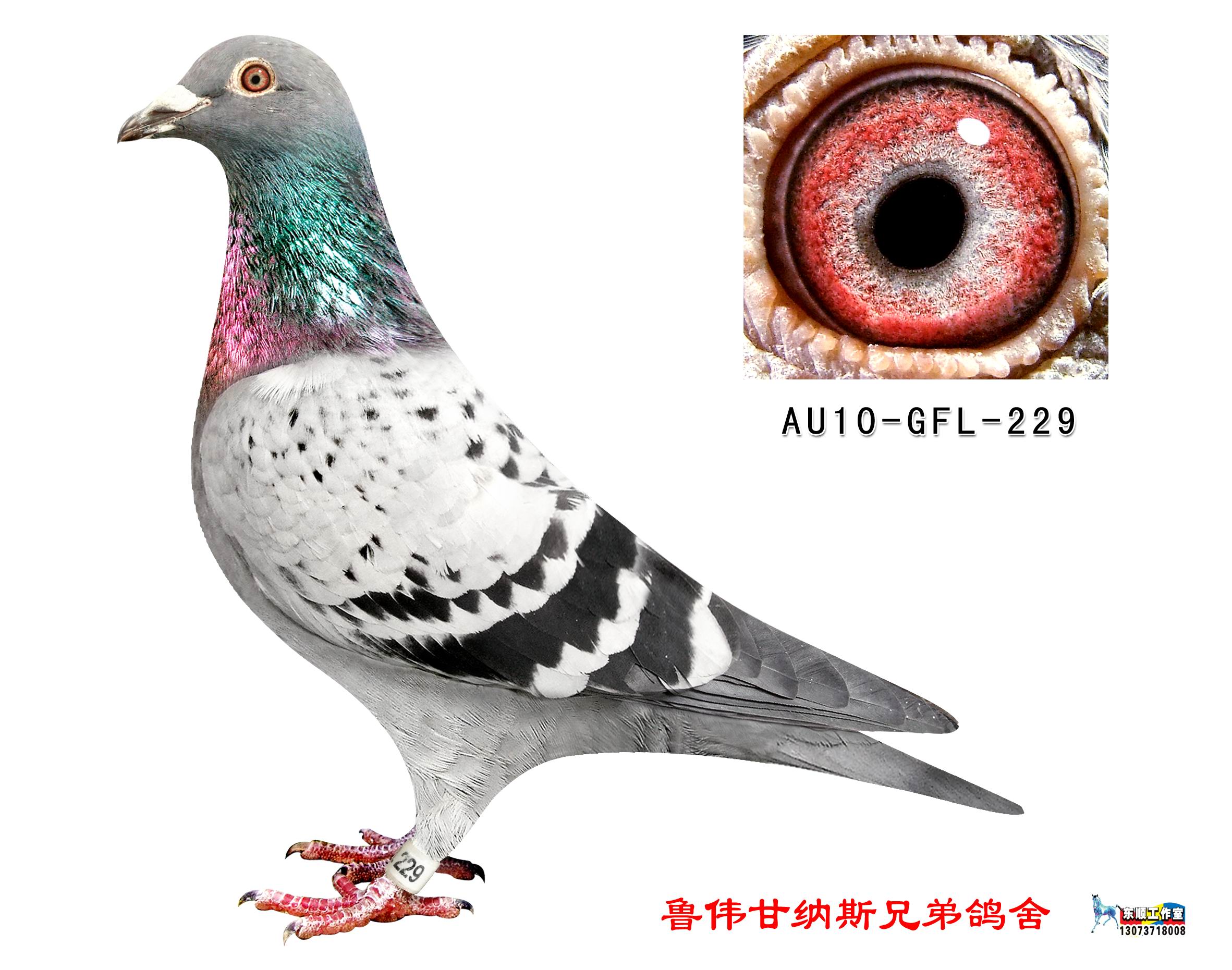 金马顿斯-直孙