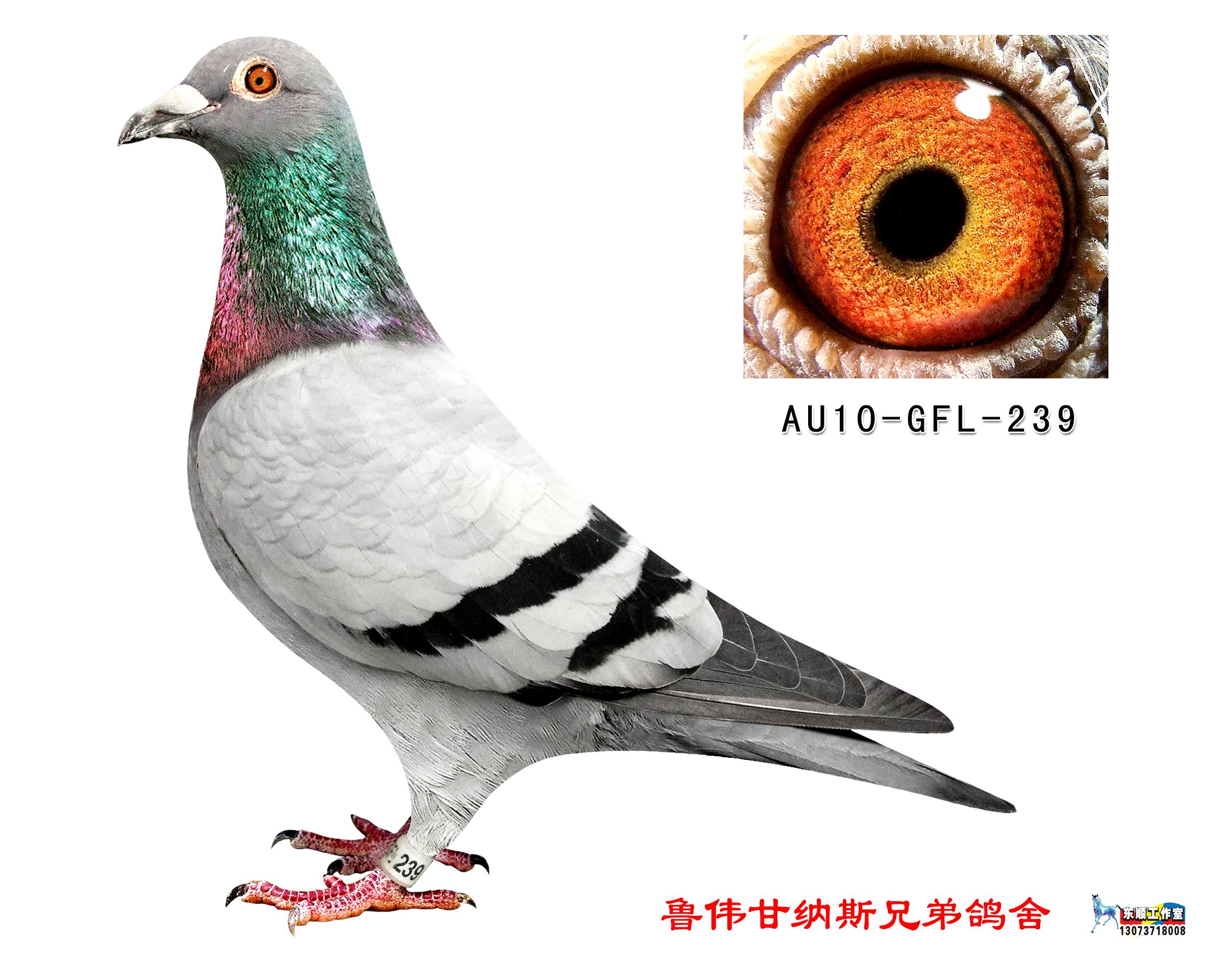 金马顿斯-直孙