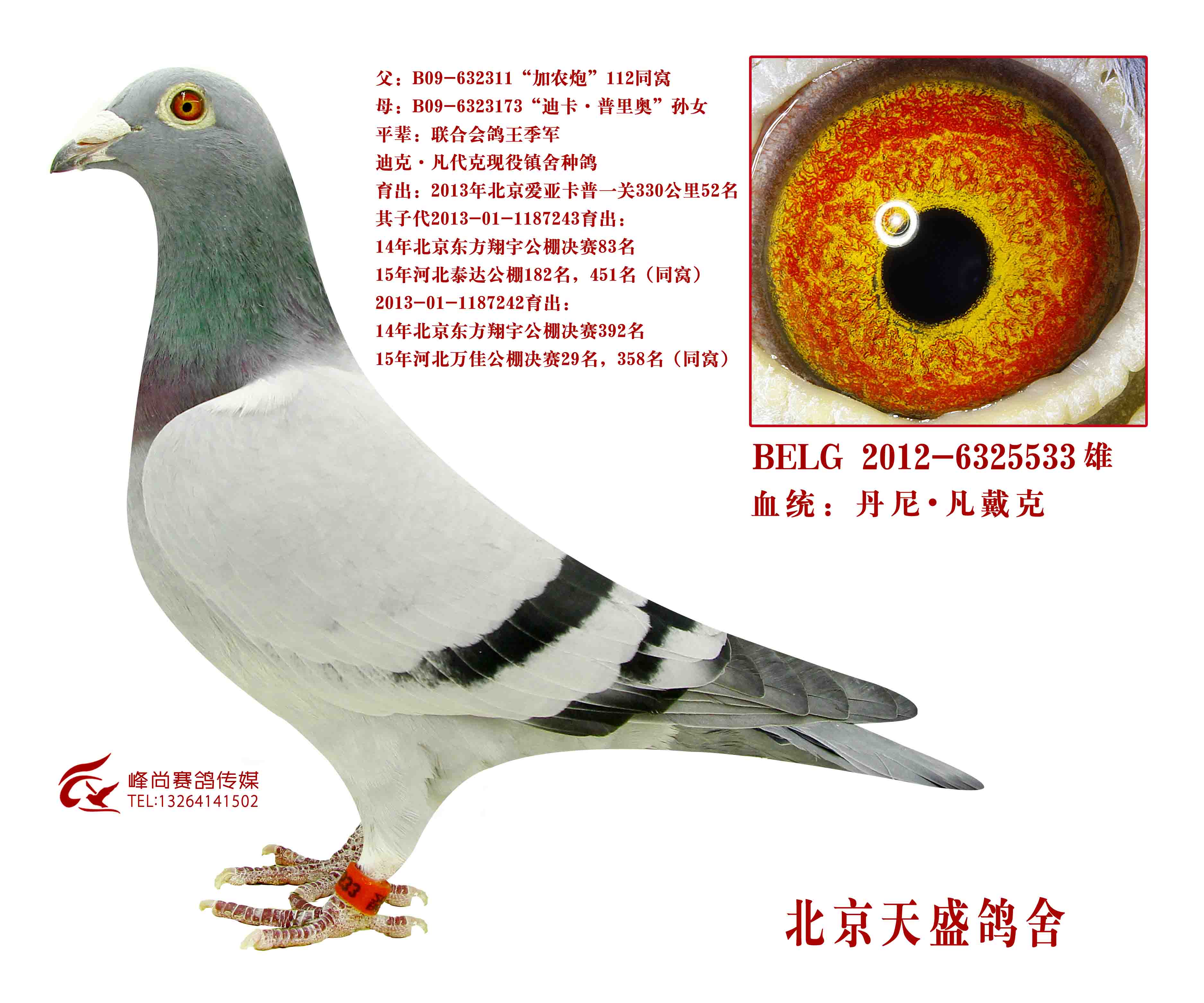 "加农炮"112同窝直子