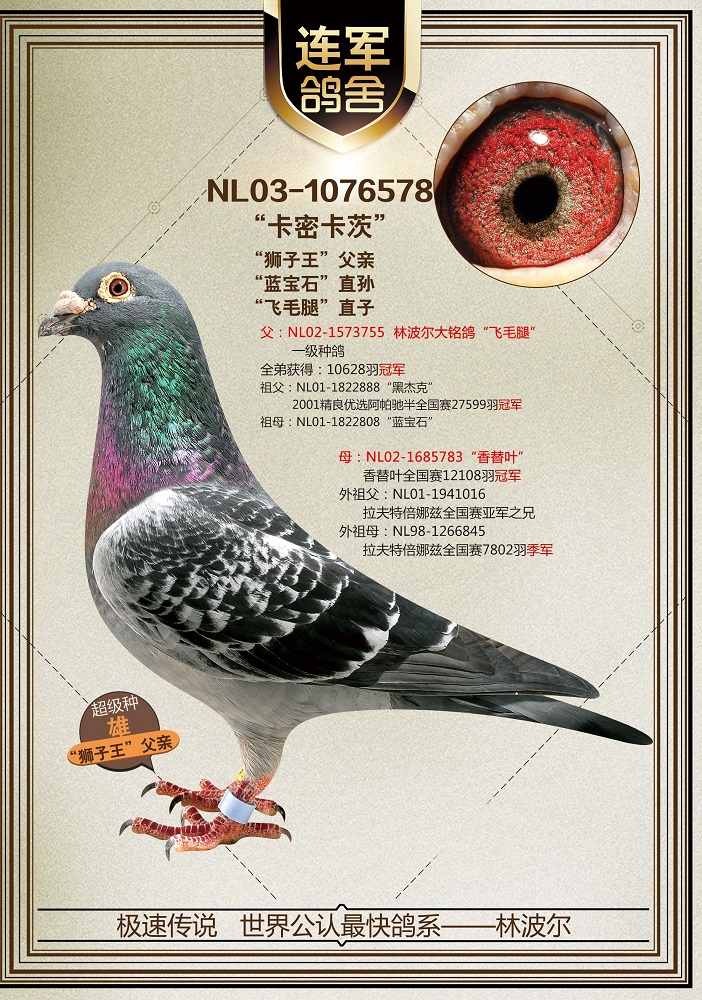 【卡密卡茨】_北京李连军-中信网爱鸽商城