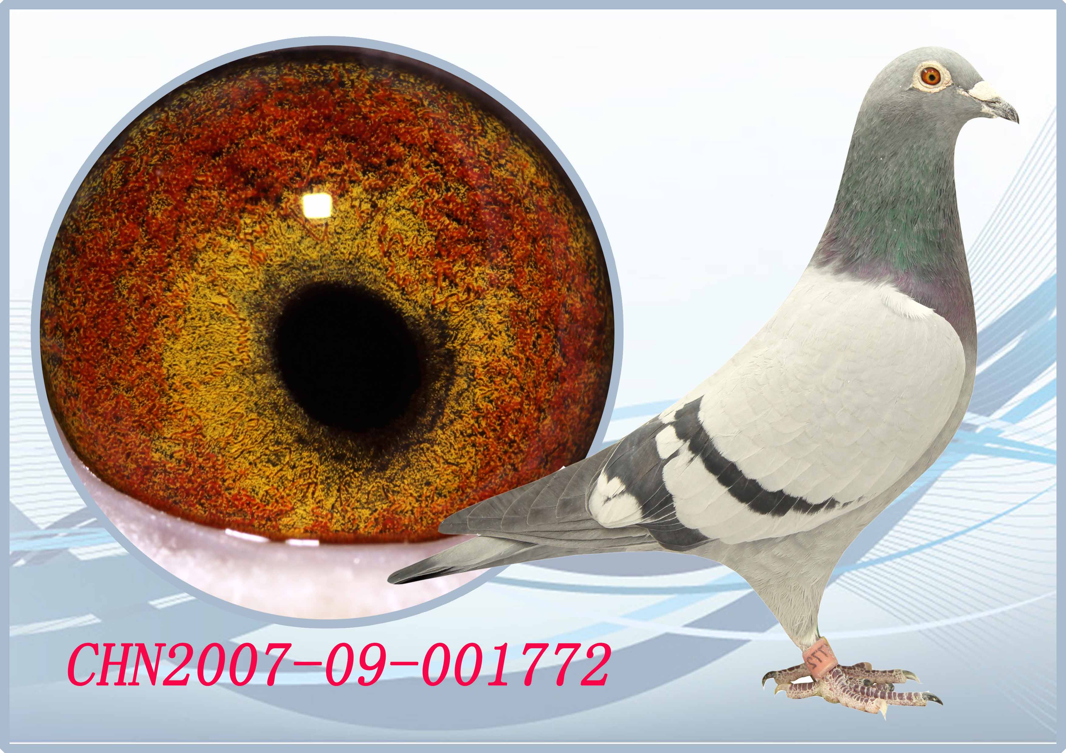 速霸龙772_上海慧龙鸽舍_ag188.com爱鸽商城_中国信鸽信息网