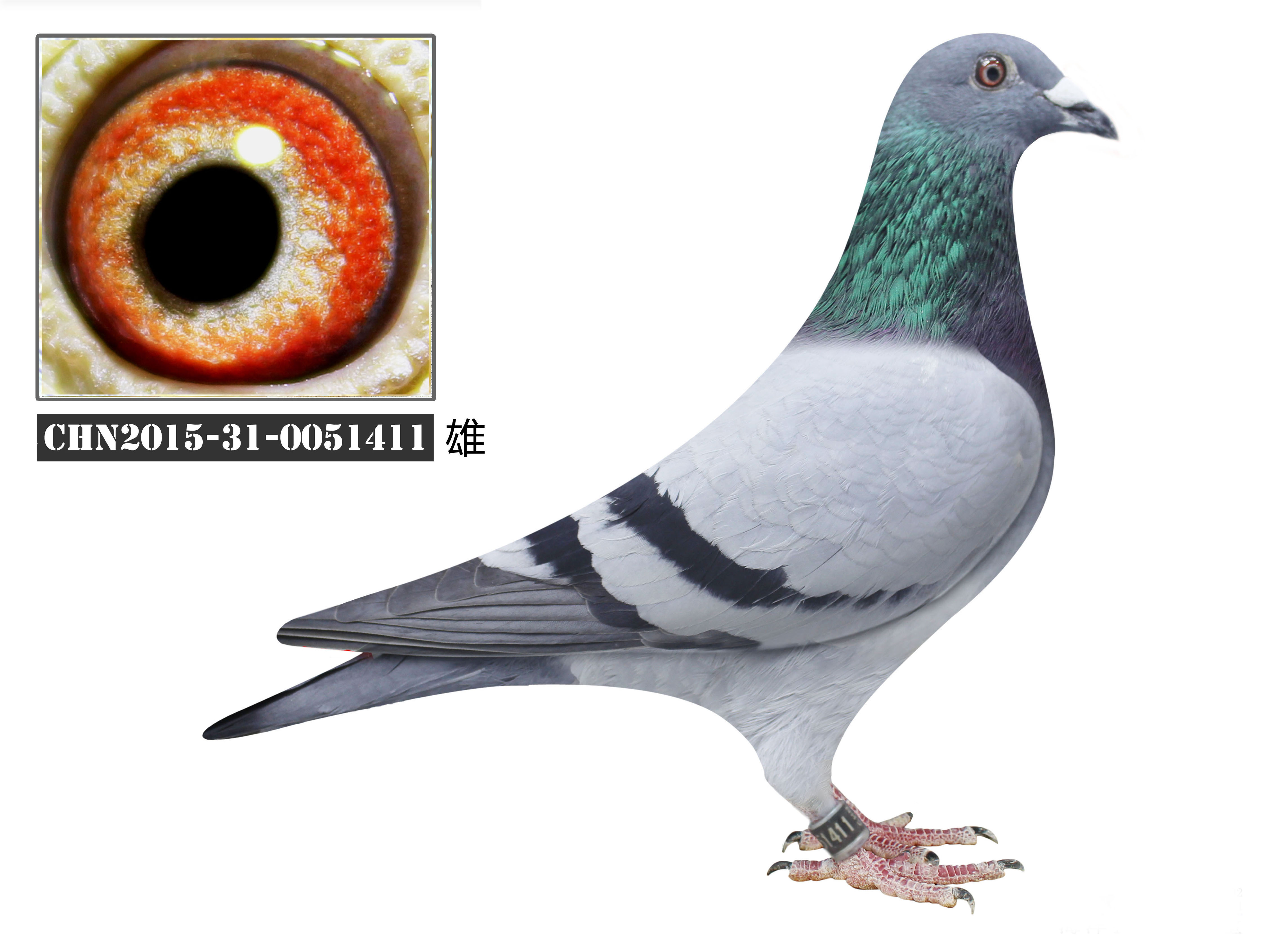 壹佰胡本411_鹿鸣鸽舍_ ag188.com爱鸽商城_中国信鸽信息网