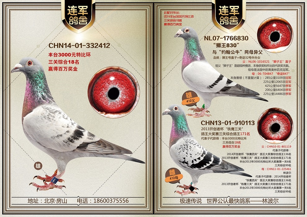 【狮王830】_北京李连军-中信网爱鸽商城