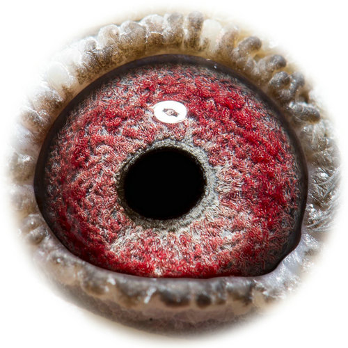 相关图片 信鸽特征                  编 号: 410225