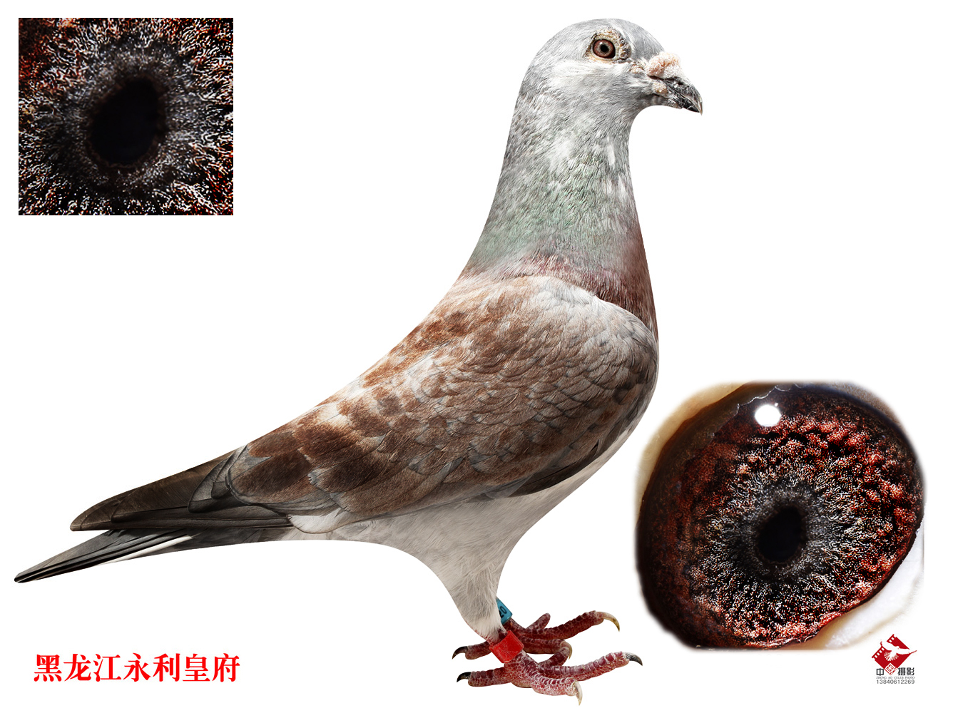 第一夫人_皇府铭鸽佳园_ag188.com爱鸽商城_中国信鸽信息网