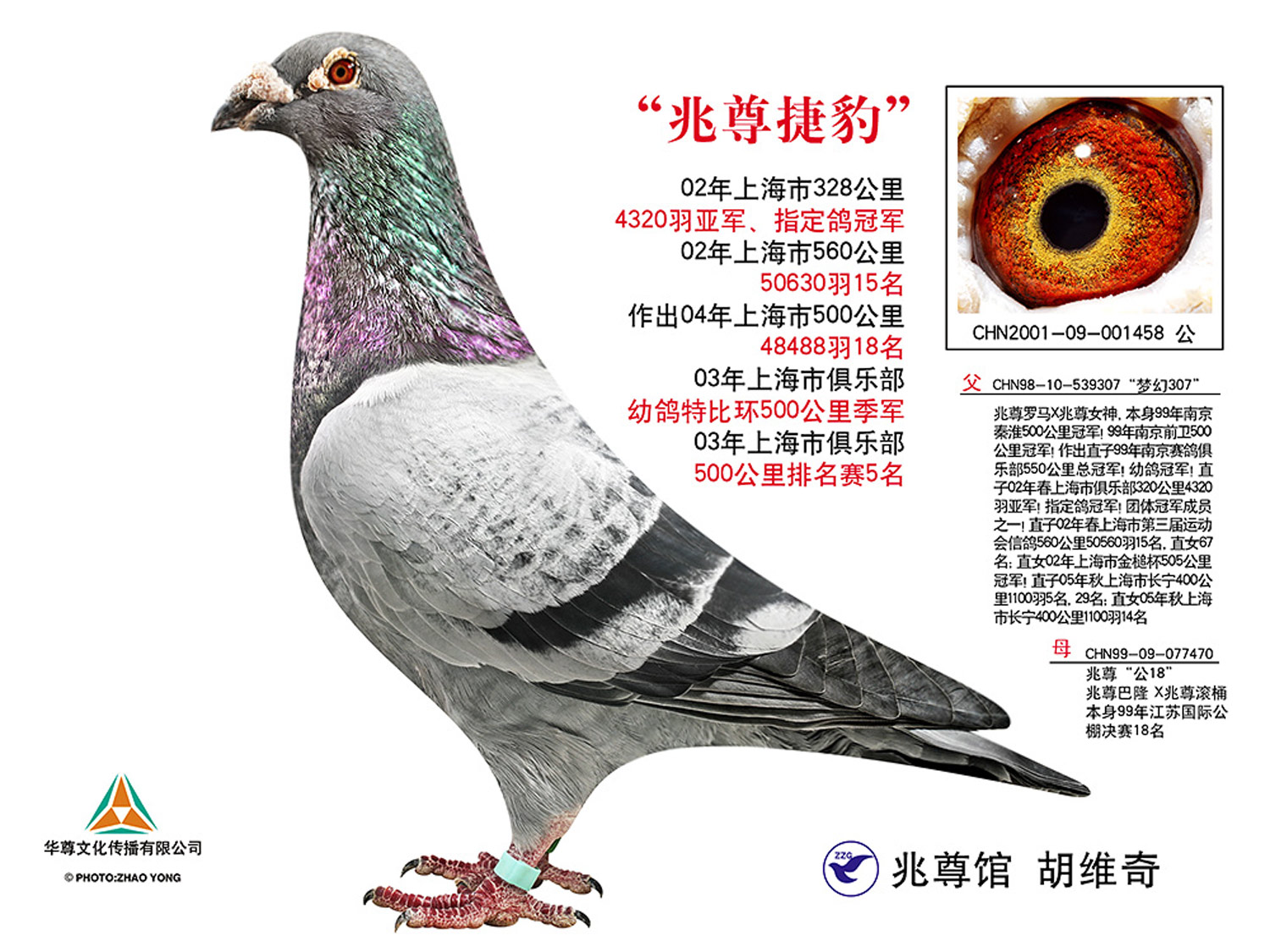 "兆尊捷豹"直子【兆尊小捷豹】_安徽和平鸽舍_ ag188.