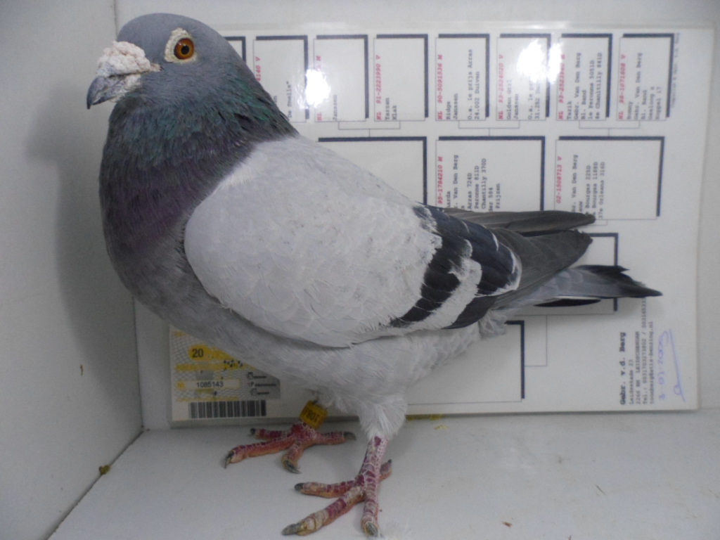 范登伯格143_金城红星弟兄鸽舍_ ag188.com爱鸽商城_中国信鸽信息网