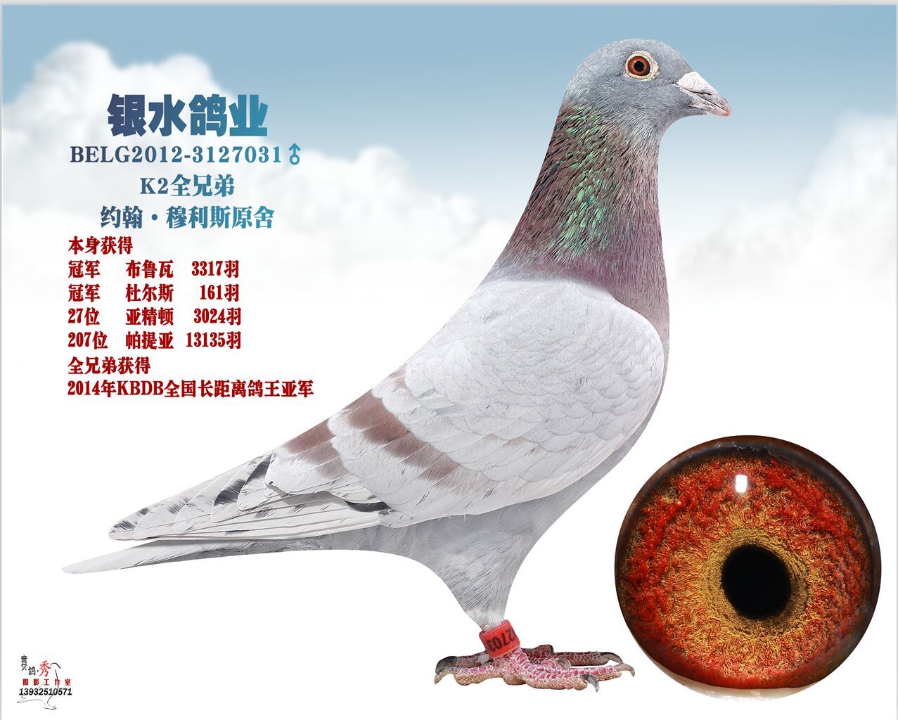 唐山银水鸽业种鸽图片图片
