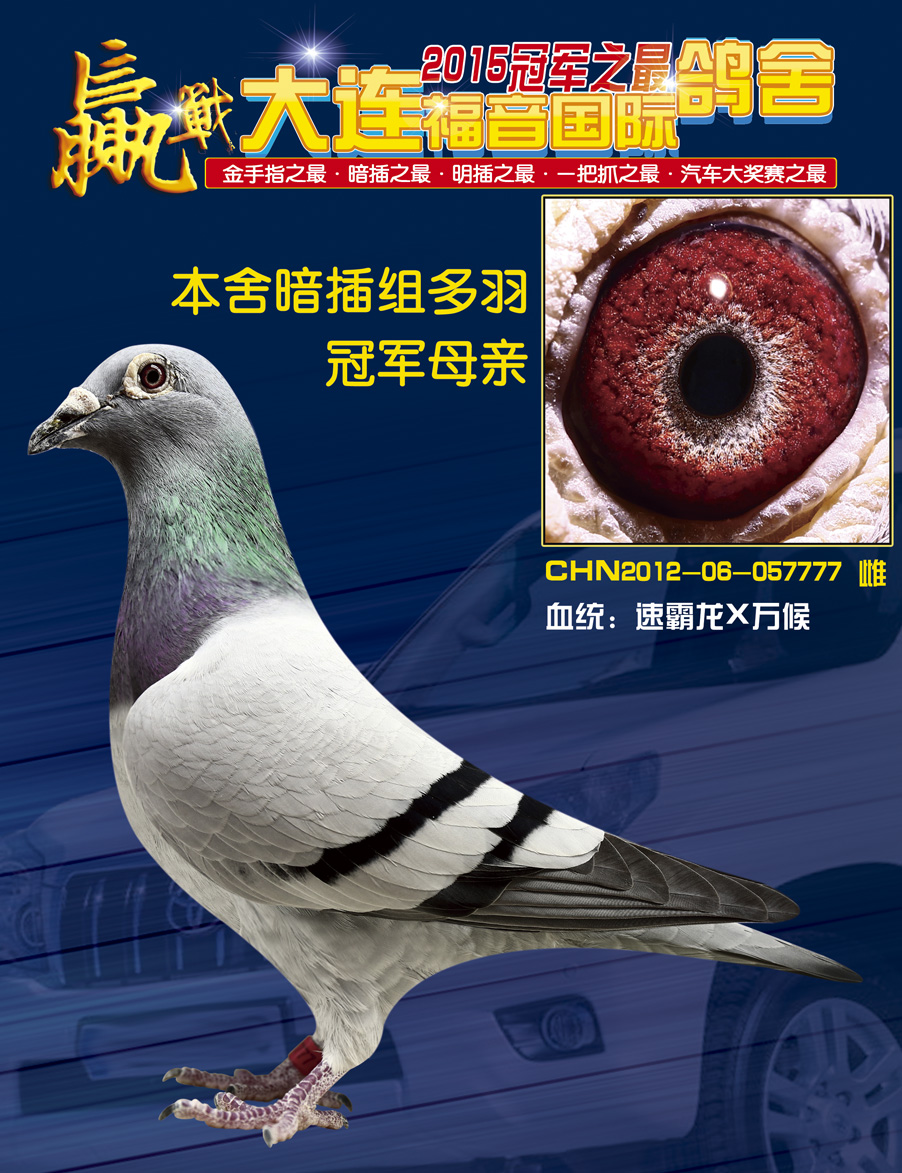 多羽暗插冠军母亲_大连福音国际鸽舍-中信网爱鸽商城