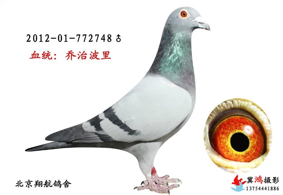 乔治波里_翔航鸽舍_ ag188.com爱鸽商城_中国信鸽信息网