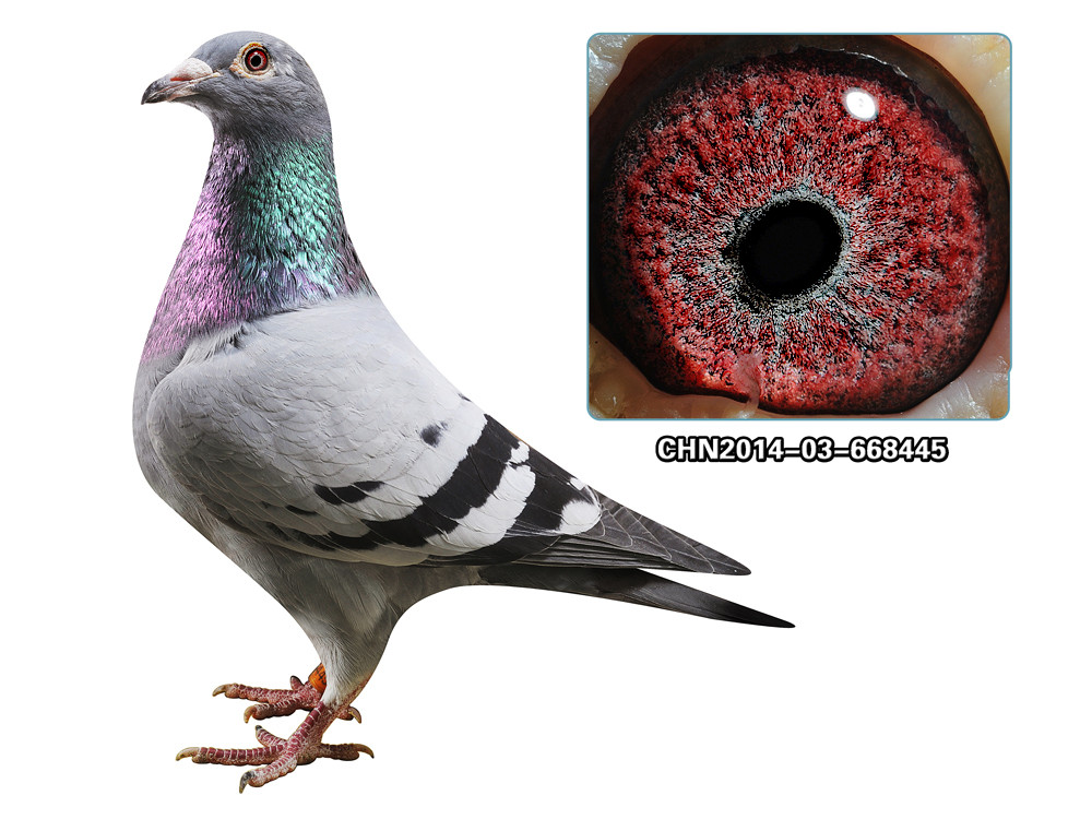 胡本年轻艺术家 种雌 已售