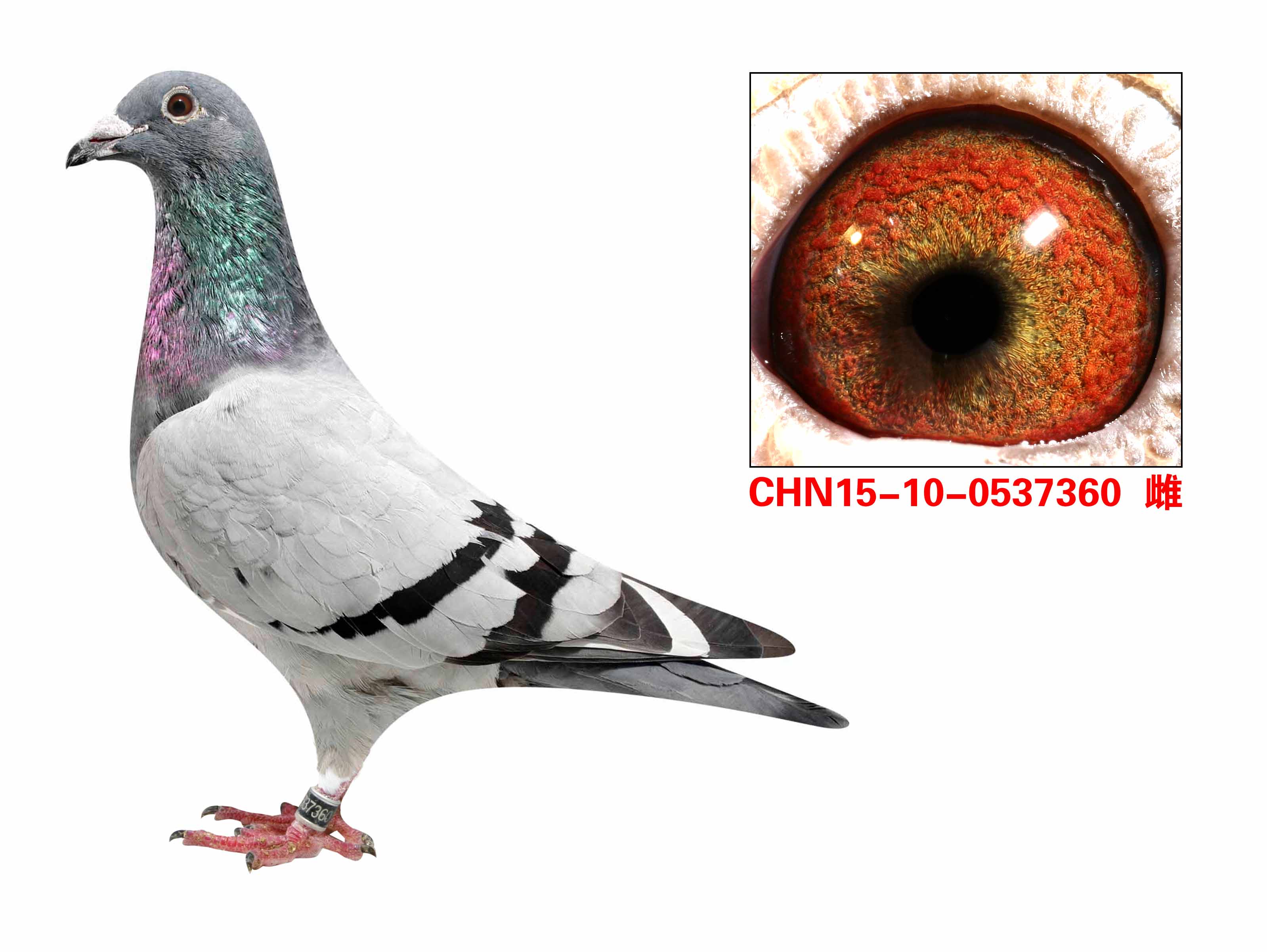 英格斯黄金配对直女