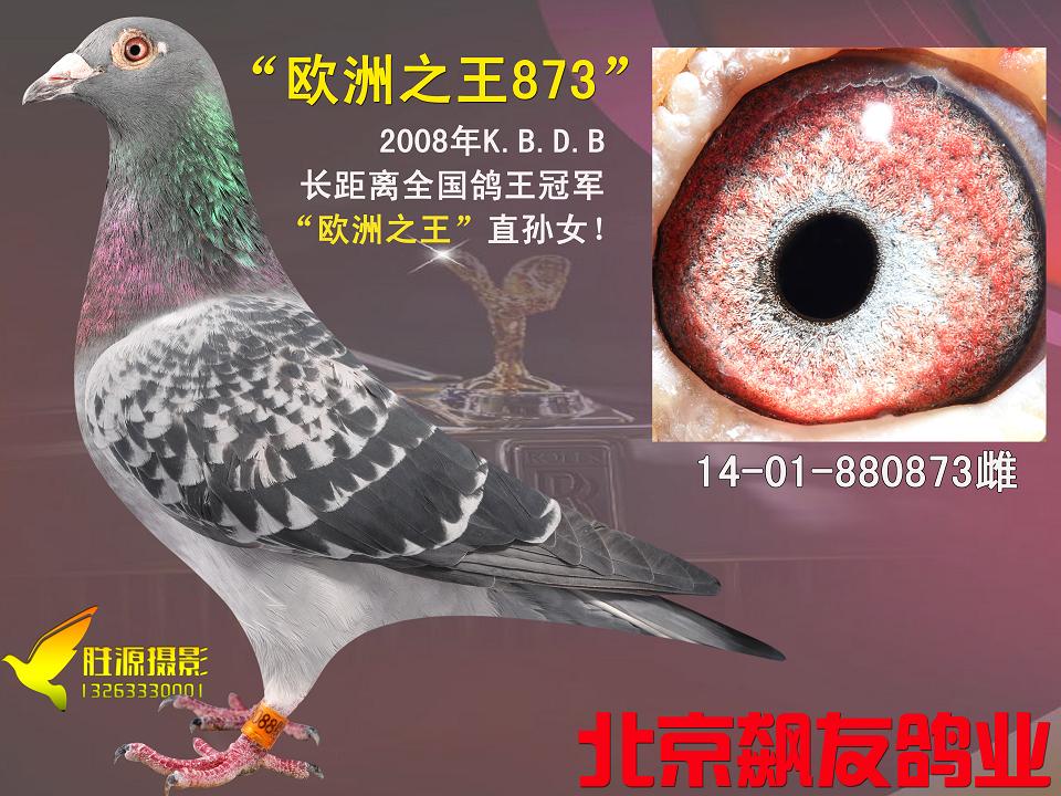 欧洲之王873_北京胜源信鸽文化传媒-中信网爱鸽商城