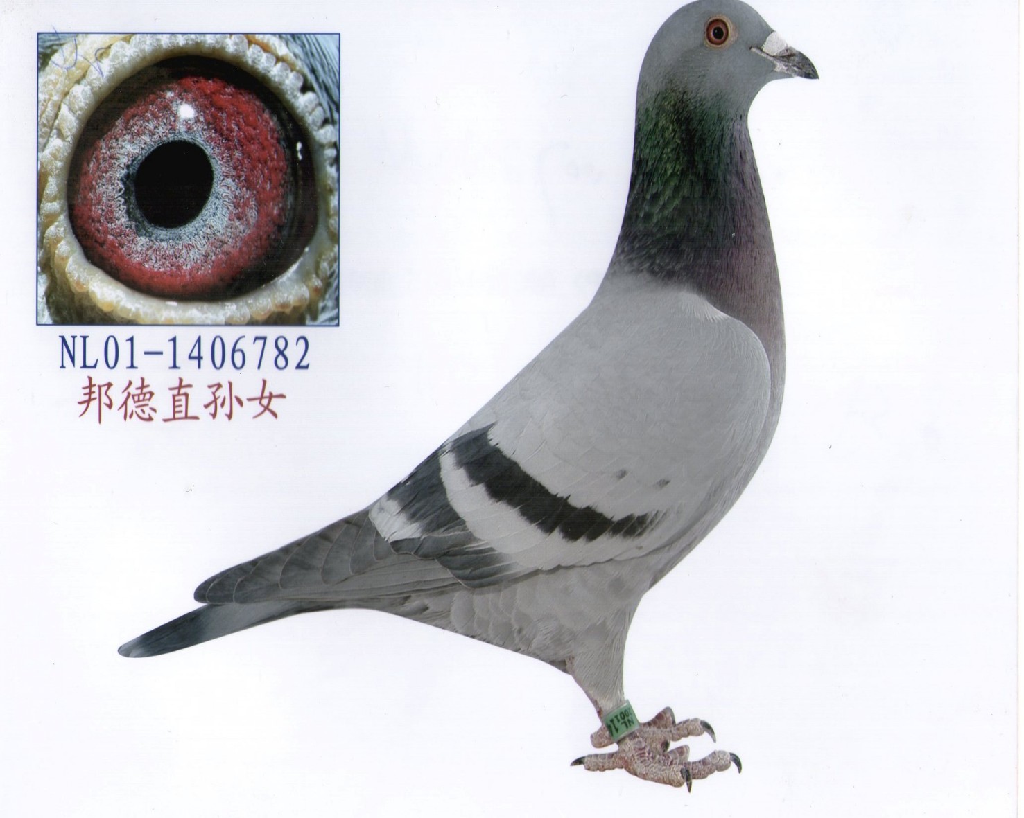 "邦德007"孙女_孙嘉宾鸽舍_ ag188.com爱鸽商城_中国信鸽信息网