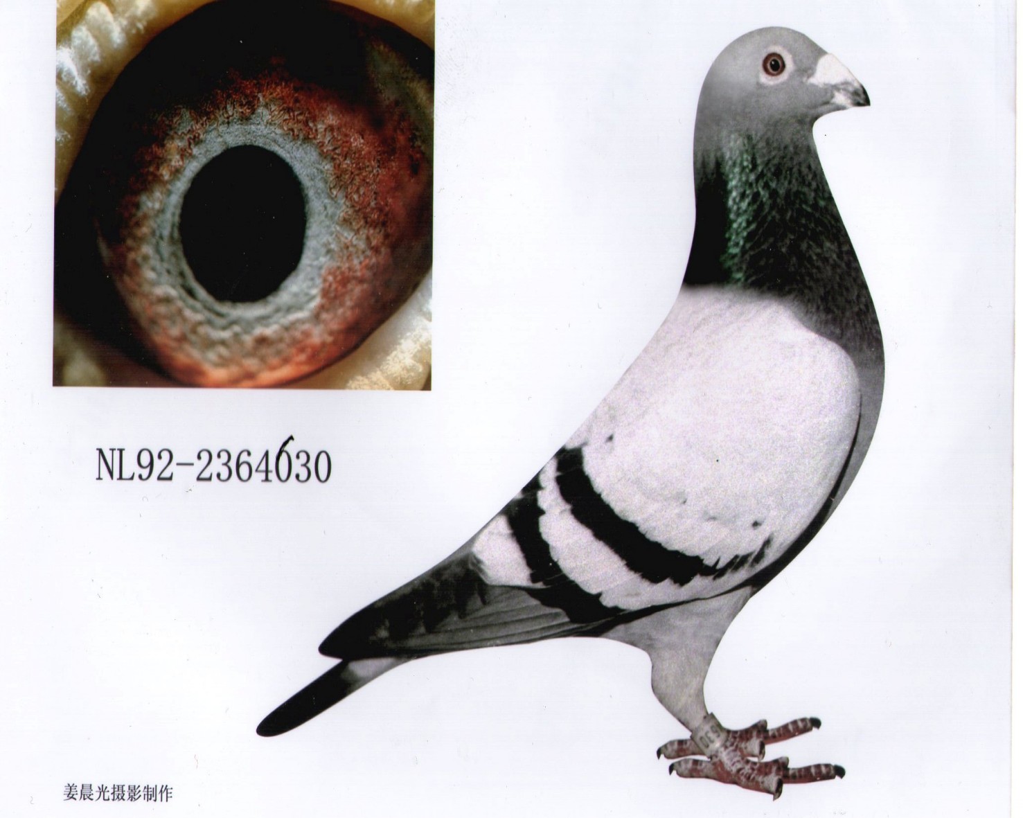 "传奇05"直子_孙嘉宾鸽舍_ ag188.com爱鸽商城_中国信鸽信息网