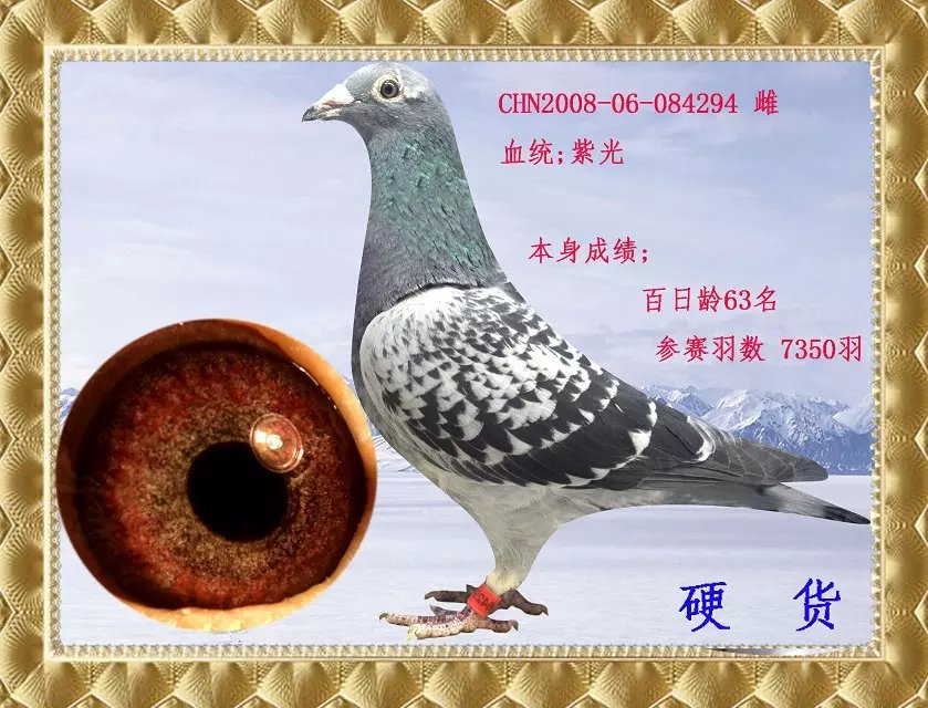 紫光