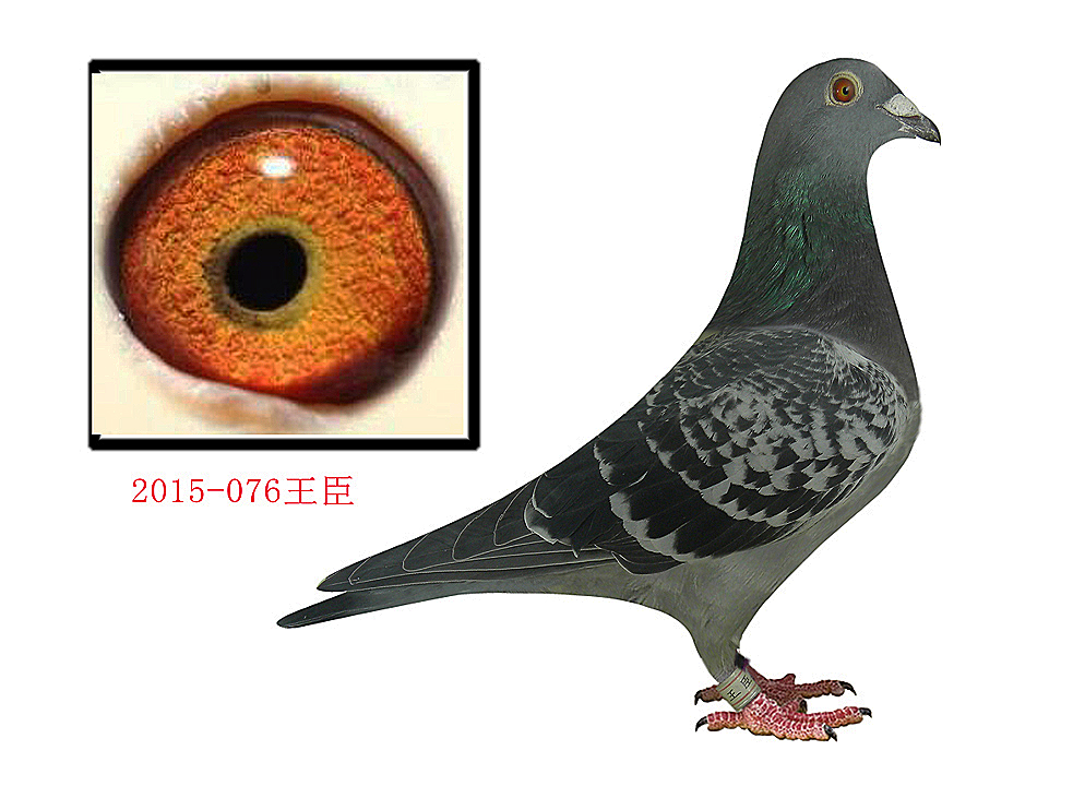 金牌汤姆桑杰士_正洋鸽业_ ag188.com爱鸽商城_中国信鸽信息网