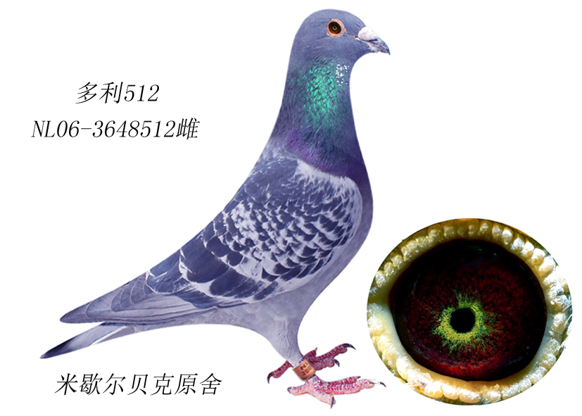 杨阿腾 - 环羽信鸽