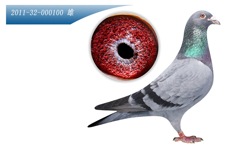 麦克斯金雄_鑫鹰鸽业_ag188.com爱鸽商城_中国信鸽信息网