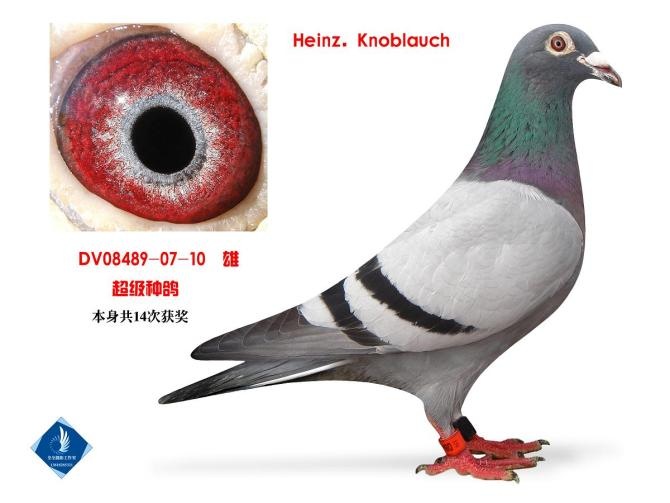 超级种鸽